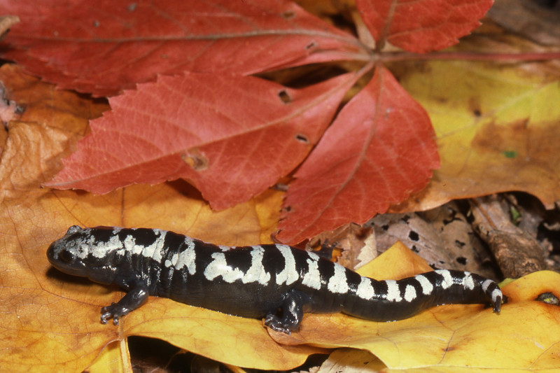 Marbled Salamander. Credit: Jack Ray